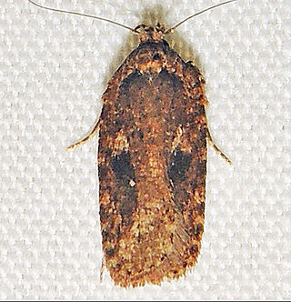 <i>Agonopterix pulvipennella</i> Species of moth