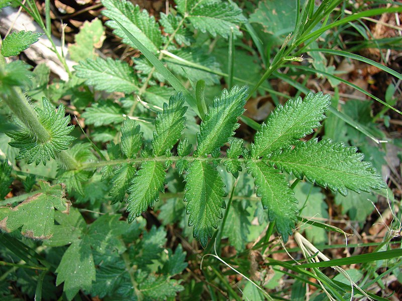 File:Agrimonia eupatoria leaf (01).jpg