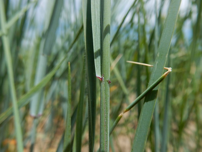 File:Agropyron smithii - westerm wheatgrass - Flickr - Matt Lavin (1).jpg