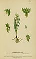 Chamorchis alpina plate 7 in: Henry Correvon: Album des orchidées de l'Europe centrale et septentrionale Genève (1899)