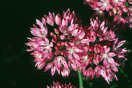Allium amplectens.jpg
