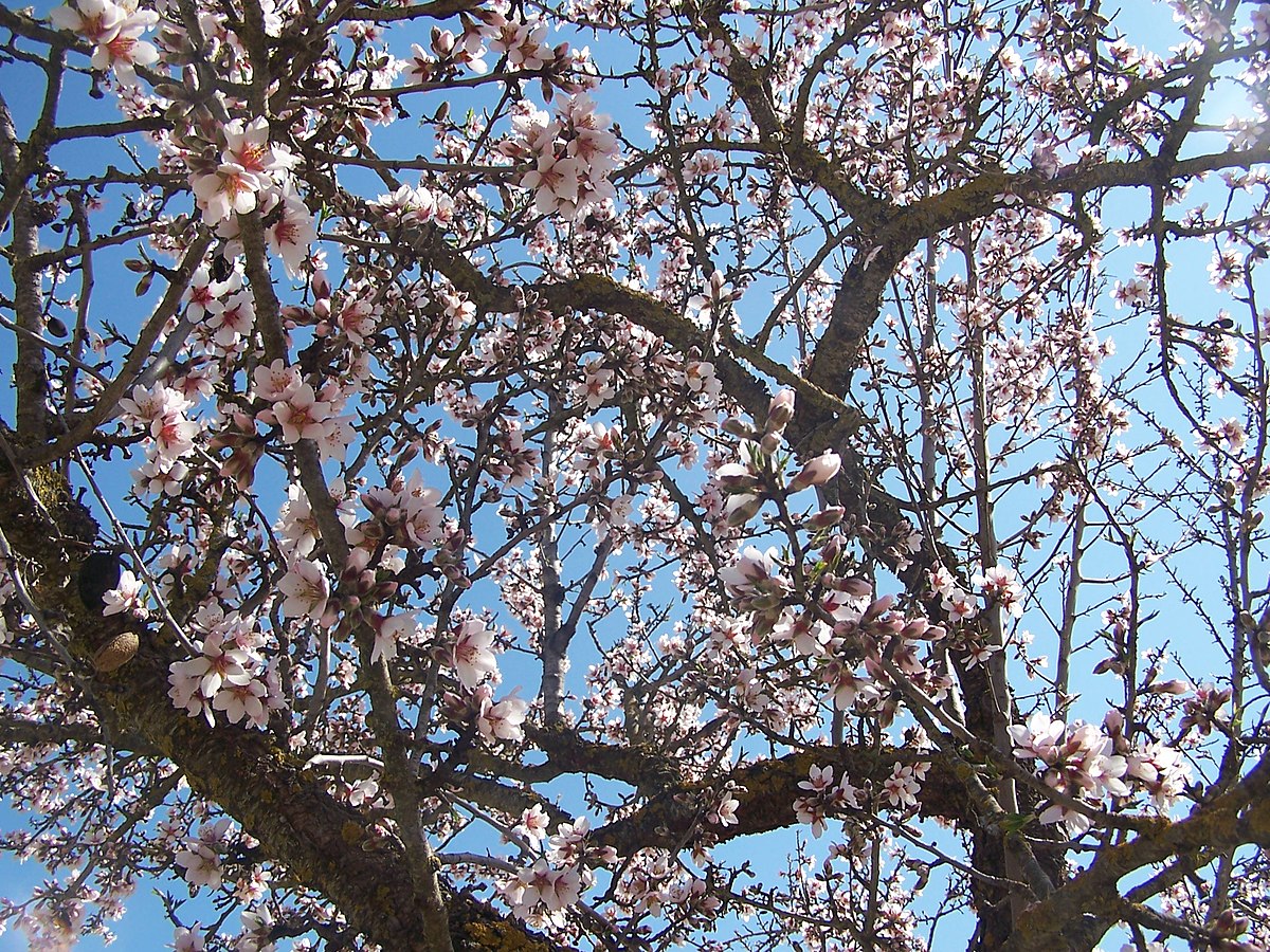 File:Almendro en flor..jpg - Wikimedia Commons