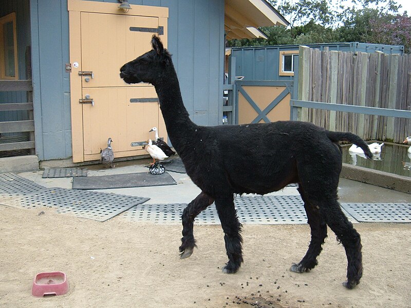 File:Alpaca at SF Zoo 1.JPG