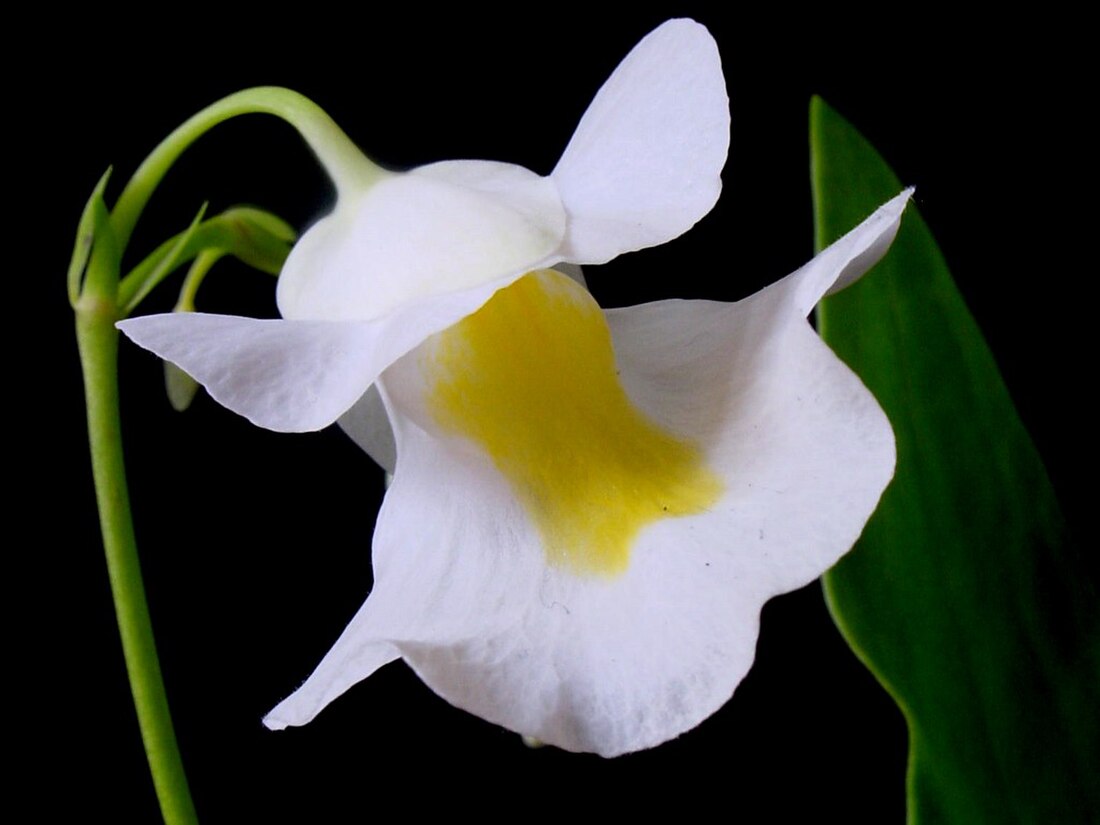 Utricularia alpina