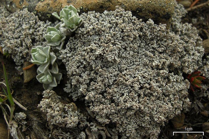 File:Alpine Foam Lichen (3816808078).jpg