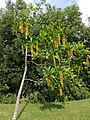 Alpine laburnum in UPMKB