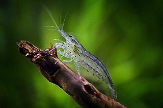 <i>Caridina multidentata</i> Species of shrimp