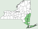 Amaranthus cannabinus NY-dist-map.png