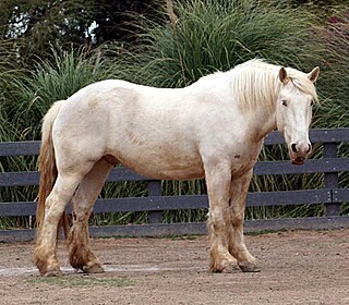 American Cream Draft American draft horse breed