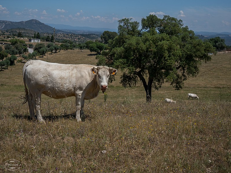 File:Amieira do Tejo E-M1MarkII-31. Mai 2017-12-18-41 (35900888026).jpg