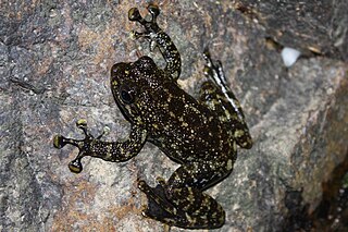 Hong Kong cascade frog Species of amphibian