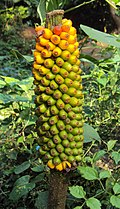 Amorphophallus Sylvaticus 01.JPG