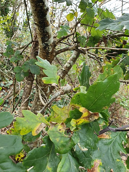 File:Andricus curvator gall on a twig.jpg