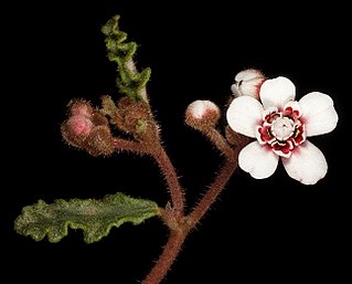 <i>Androcalva pulchella</i> Species of flowering plant