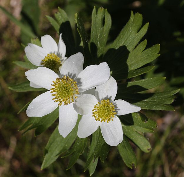 File:Anemone narcissiflora (flower s2).jpg