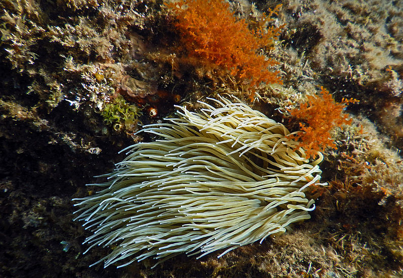 File:Anemonia viridis au Racou (France).JPG