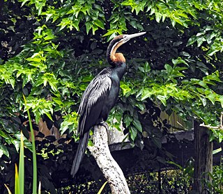 Darter family of birds