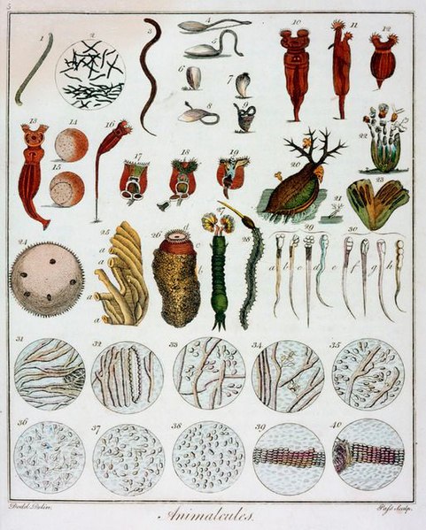 File:Animalcules observed by anton van leeuwenhoek c1795 1228575.jpg