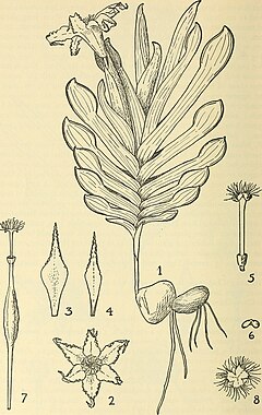 Ferraria Brevifolia: Plantspesie