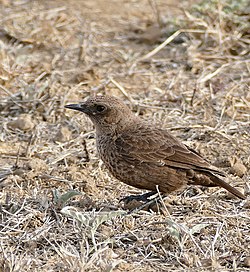 Pluma blanca - Wikipedia, la enciclopedia libre