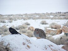 Chukar partridge (right) in the Antelope Island State Park, Utah, US AntelopeIsland Chukar.JPG