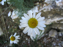 Anthemis-cupaniana---capolino.png