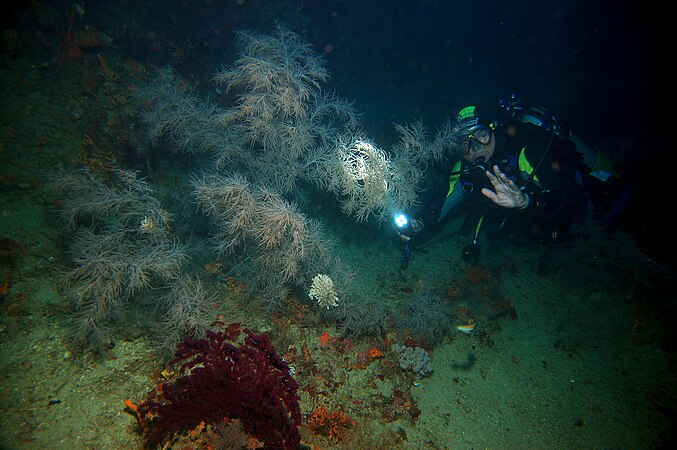 Colony of Antipathella subpinnata (Black Coral) at -57 m in Favignana. Photo by Rcaravit