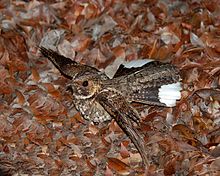 Male taking flight Antrostomus noctitherus -Puerto Rico -taking off-8.jpg