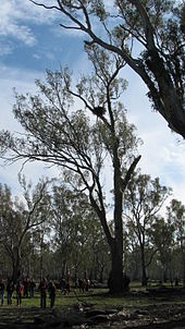 Un nido nella foresta di Barmah-Millewa.