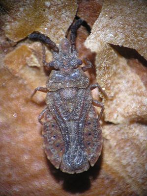 Pine bark bug (Aradus cinnamomeus);  male