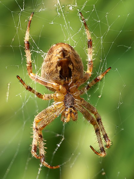 File:Araneus diadematus (female - ventral).jpg