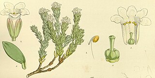 <i>Archeria serpyllifolia</i> Species of flowering plant