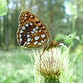 Argynnis adippe Deutsch: Feuriger Perlmutterfalter auf Kohl-Kratzdistel, fotografiert in Oberstdorf English: High Brown Fritillary butterfly, photographed in Oberstdorf, Bavaria, Germany