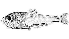 Argyripnus ephippiatus