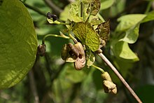 Aristolochia-macrophylla-flower.jpg