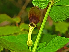 Flower of Aristolochia rotunda