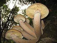 Гроздь больших светло-коричневых грибов с толстыми стеблями, жаберных грибов, растущих у основания дерева.