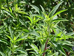 Category:Artemisia verlotiorum - Wikimedia Commons