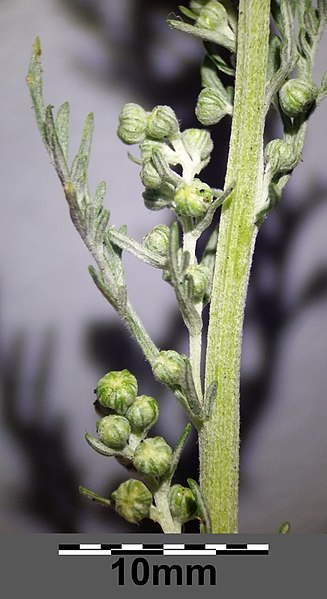 File:Artemisia pontica sl55.jpg