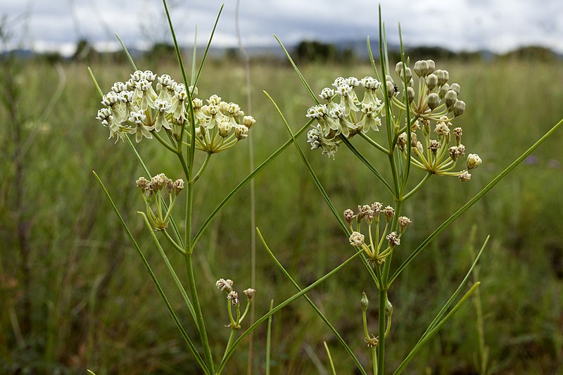 File:Asclepias subverticillata - Flickr - aspidoscelis.jpg