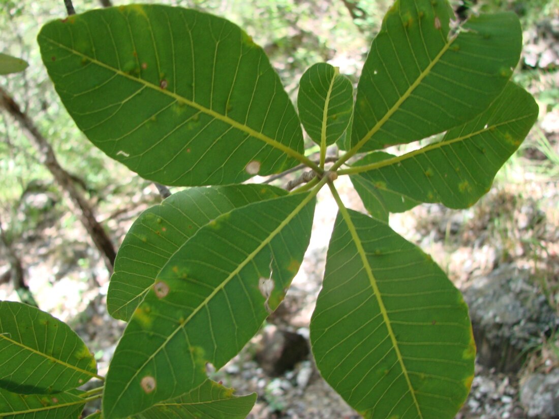 Aspidosperma subincanum