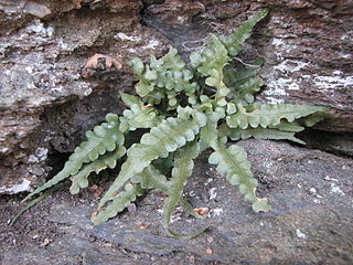 <i>Asplenium pinnatifidum</i> Species of fern in the family Aspleniaceae
