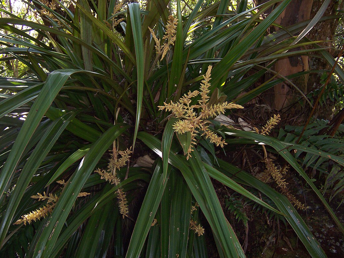 Asteliaceae