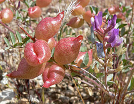 Astragalus lentiginosus 4.jpg