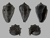 Multiple views of a fossilized shell of the volute sea snail Athleta Athleta ficulina 01.JPG