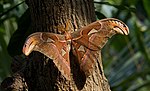 Attacus atlas-01 (xndr).jpg