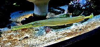 Chinese trumpetfish