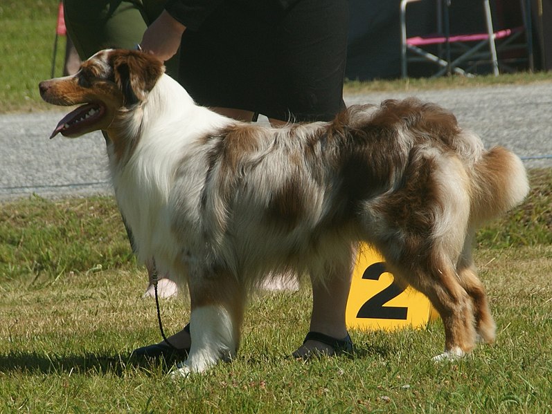 File:AussieRedMerle2.jpg