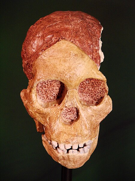 File:Australopithecus africanus Taung face (University of Zurich).JPG