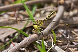 Austrogomphus guerini.jpg